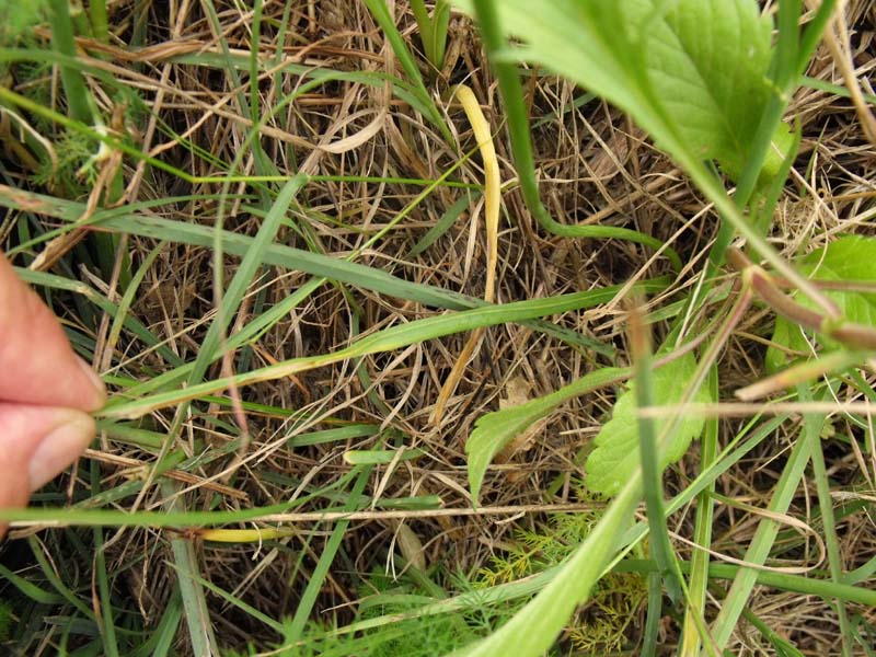 Loncomelos narbonensis